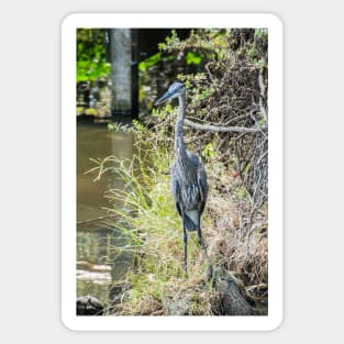 Great Blue Heron Sticker